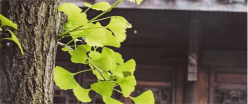 Самые древние растения планеты. Топ 10 Самых старых растений мира 15