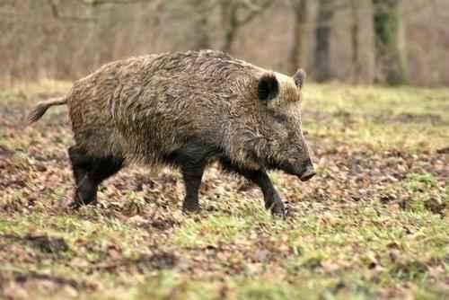 Сколько видов растений и животных на Земле. Сколько видов живых организмов на Земле? 06 Сколько видов растений и животных на Земле. Сколько видов живых организмов на Земле? 06
