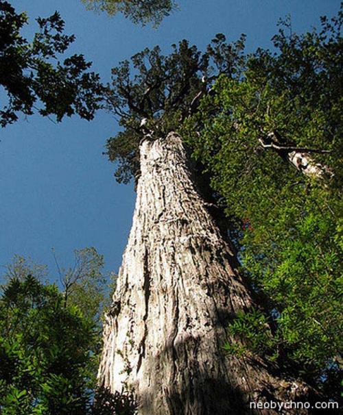 Самые древние растения планеты. Топ 10 Самых старых растений мира