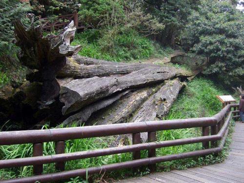 Самые древние растения планеты. Топ 10 Самых старых растений мира