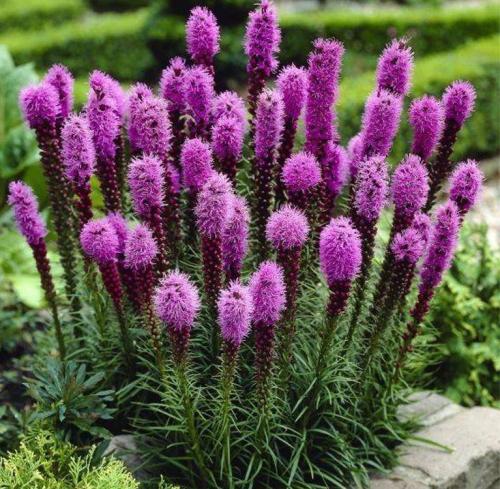 Лиатрис пересадка осенью после цветения. Особенности растения и его виды 23