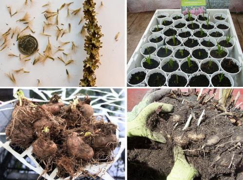 Лиатрис из семян. Лиатрис: описание, виды и сорта, посадка, уход