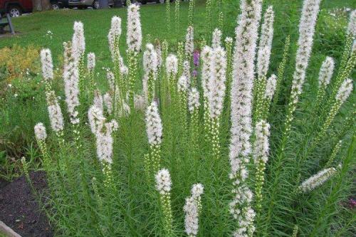 Лиатрис в ландшафтном дизайне. Лиатрис (60 фото): виды, посадка и уход в открытом грунте