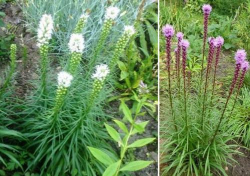 Лиатрис пересадка осенью после цветения. Особенности растения и его виды 30