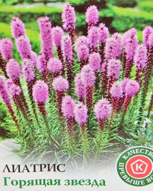 Лиатрис выращивание из клубней. Посадка