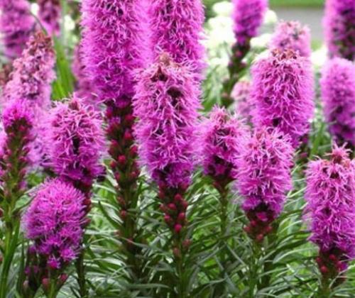 Лиатрис пересадка осенью после цветения. Особенности растения и его виды 33