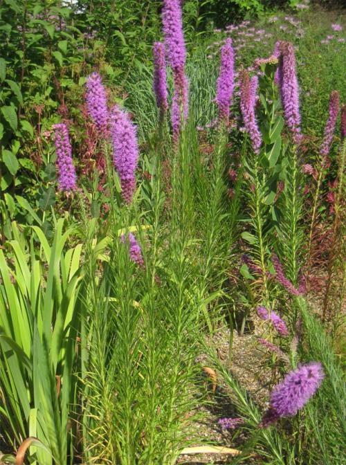 Лиатрис пересадка осенью после цветения. Особенности растения и его виды 31