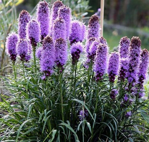 Лиатрис пересадка осенью после цветения. Особенности растения и его виды 34