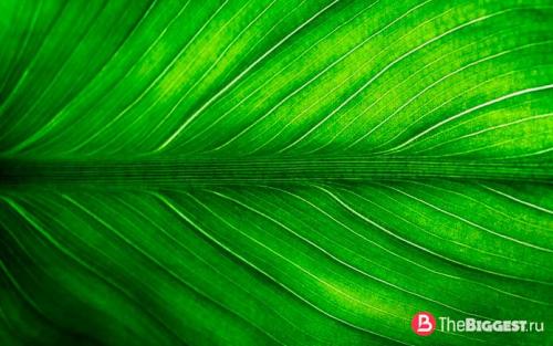 Самые большие растения в мире. Зеленые великаны: самые большие растения мира 16 Самые большие растения в мире. Зеленые великаны: самые большие растения мира 16