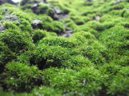 Самое маленькое растение в мире.