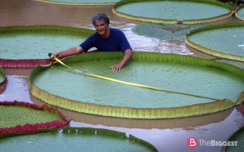 Самые большие растения в мире. Зеленые великаны: самые большие растения мира 20 Самые большие растения в мире. Зеленые великаны: самые большие растения мира 20