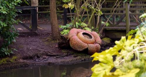 Самое большое растение в мире. Раффлезия Арнольда