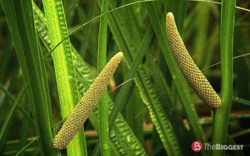 Самые большие растения в мире. Зеленые великаны: самые большие растения мира 18 Самые большие растения в мире. Зеленые великаны: самые большие растения мира 18