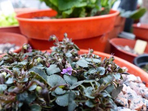 Самое маленькое растение в мире.