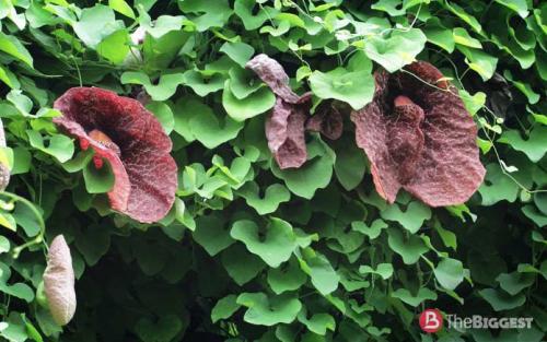 Самые большие растения в мире. Зеленые великаны: самые большие растения мира 23 Самые большие растения в мире. Зеленые великаны: самые большие растения мира 23