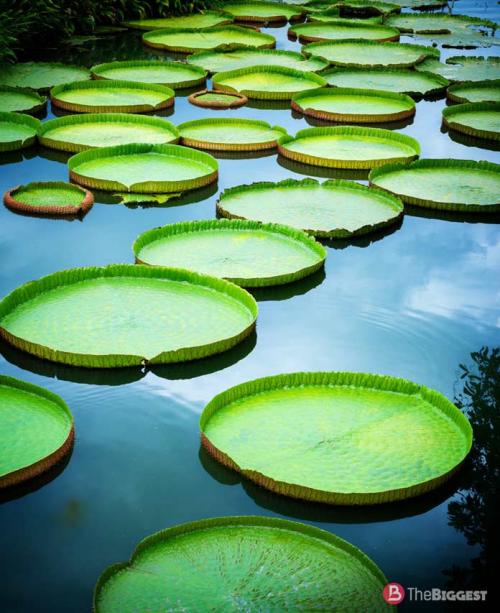 Самые большие растения в мире. Зеленые великаны: самые большие растения мира 19 Самые большие растения в мире. Зеленые великаны: самые большие растения мира 19