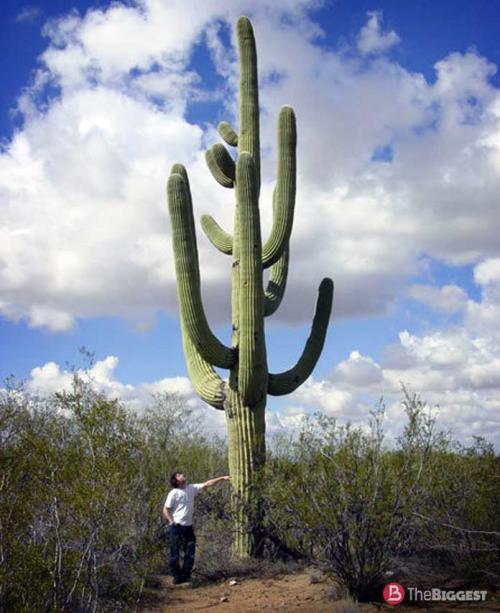 Самые большие растения в мире. Зеленые великаны: самые большие растения мира 22 Самые большие растения в мире. Зеленые великаны: самые большие растения мира 22