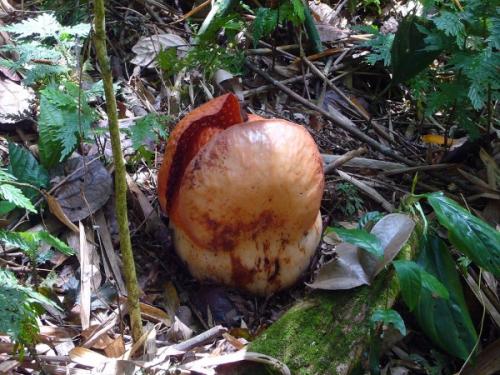 Самое большое растение в мире. Раффлезия Арнольда