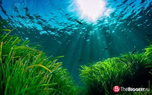 Самые большие растения в мире. Зеленые великаны: самые большие растения мира 17 Самые большие растения в мире. Зеленые великаны: самые большие растения мира 17