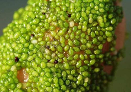 Самое маленькое растение в мире.