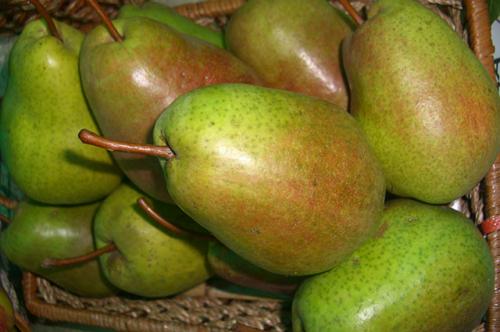 Как выбрать свежий осенний сорт груши. Какая груша слаще? Выбираем лучшие осенние сорта