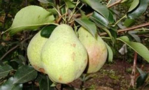 Какие особенности имеет осенний сорт груши. Груша «Осенняя Яковлева»: описание сорта и фото