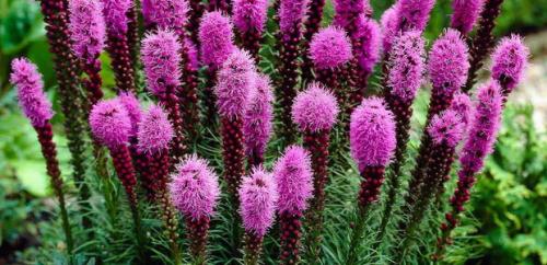 Когда можно пересадить лиатрис осенью. Посадка 26 Когда можно пересадить лиатрис осенью. Посадка 26