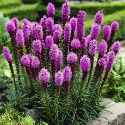 Лиатрис описание. Лиатрис – выращивание из семян, клубней, посадка и уход в открытом грунте