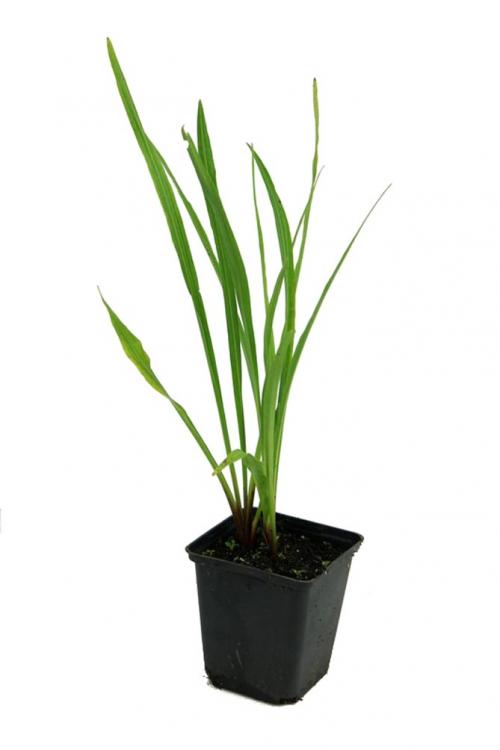 Лиатрис выращивание в горшке. Выращивание в открытом грунте