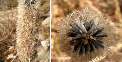 Лиатрис выращивание в горшке. Выращивание в открытом грунте