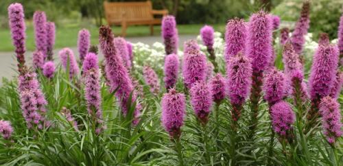 Когда можно пересадить лиатрис осенью. Посадка 22 Когда можно пересадить лиатрис осенью. Посадка 22