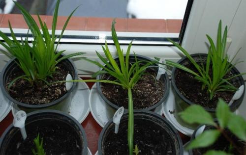 Лиатрис выращивание в горшке. Выращивание в открытом грунте