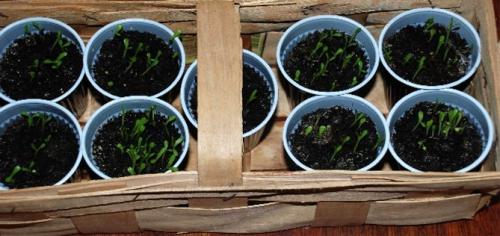 Лиатрис выращивание в горшке. Выращивание в открытом грунте