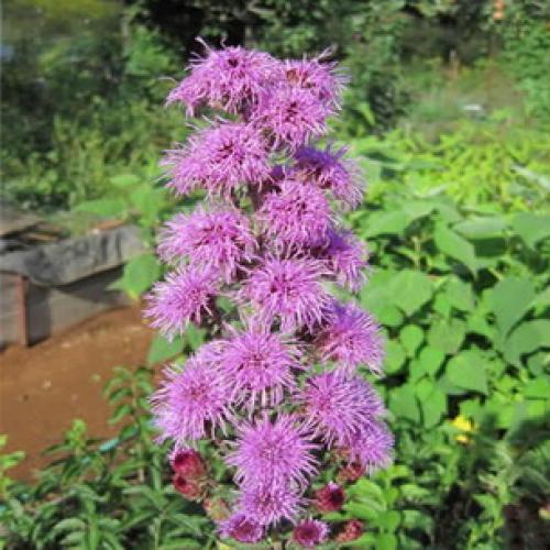 Когда можно пересадить лиатрис осенью. Посадка 31