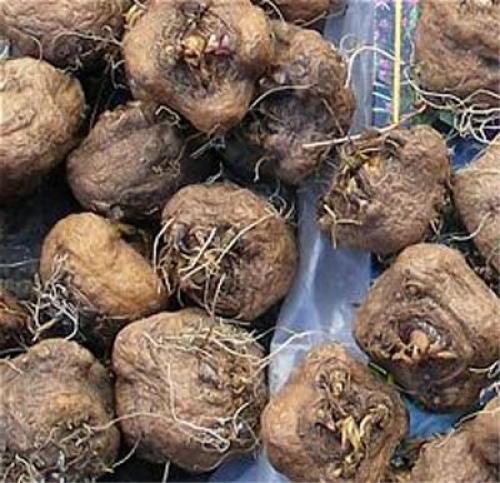 Лиатрис желтый. Лиатрис – выращивание из семян, клубней, посадка и уход в открытом грунте