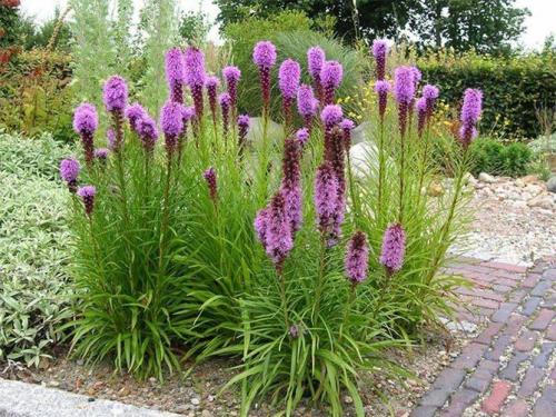 Лиатрис выращивание в горшке. Выращивание в открытом грунте