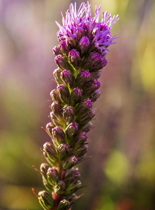 Когда можно пересадить лиатрис осенью. Посадка 15 Когда можно пересадить лиатрис осенью. Посадка 15