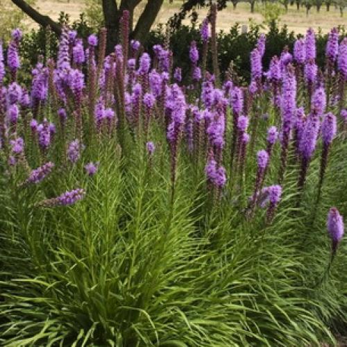 Когда можно пересадить лиатрис осенью. Посадка 21 Когда можно пересадить лиатрис осенью. Посадка 21