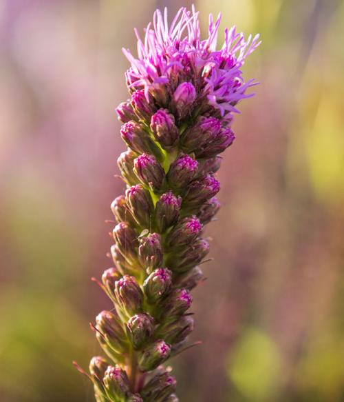 Лиатрис желтый. Лиатрис – выращивание из семян, клубней, посадка и уход в открытом грунте
