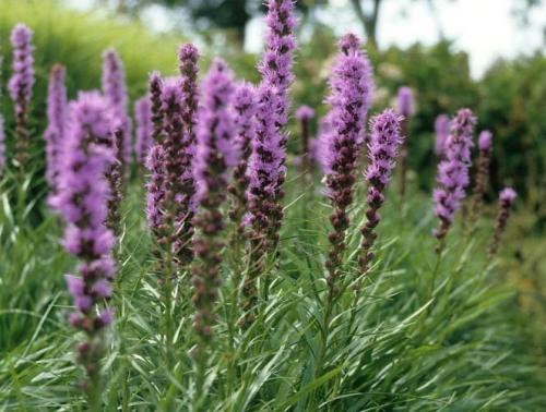 Лиатрис посадка и уход в открытом грунте размножение семенами. Лиатрис колосковый – посадка и уход в открытом грунте, фото 05