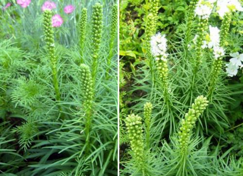 Когда можно пересадить лиатрис осенью. Посадка 18 Когда можно пересадить лиатрис осенью. Посадка 18