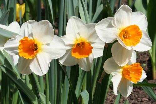 Крупные цветы для сада. 50 самых неприхотливых цветов для дачи: многолетники и однолетние для ленивых и работяг