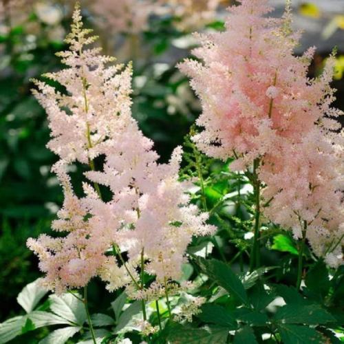 Высокие неприхотливые цветы для сада. Высокие многолетники, цветущие все лето