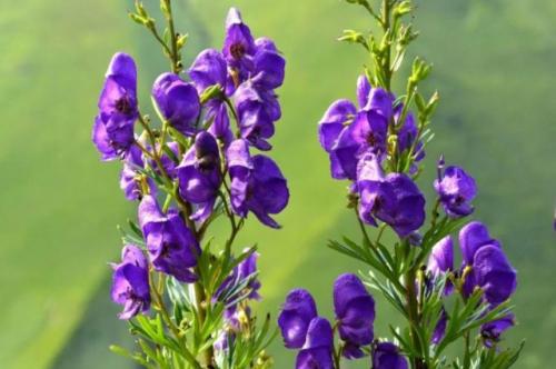 Многолетник с сиреневыми цветами. Синие и голубые многолетники: фото и названия, топ цветущих все лето