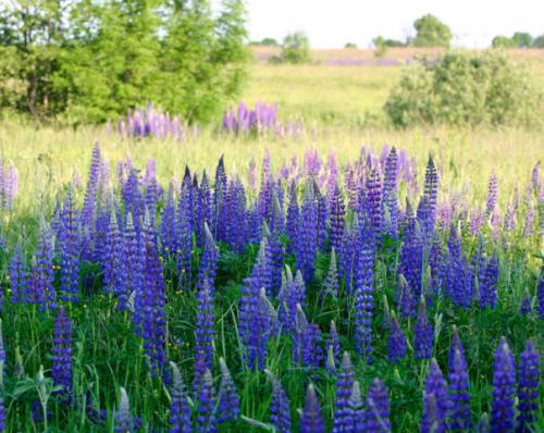 Многолетник с сиреневыми цветами. Синие и голубые многолетники: фото и названия, топ цветущих все лето