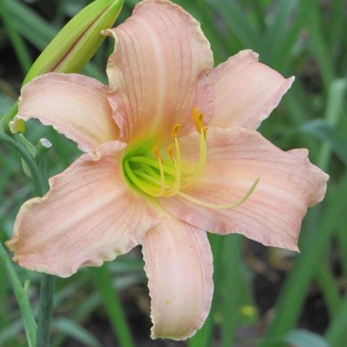 Высокие неприхотливые цветы для сада. Высокие многолетники, цветущие все лето