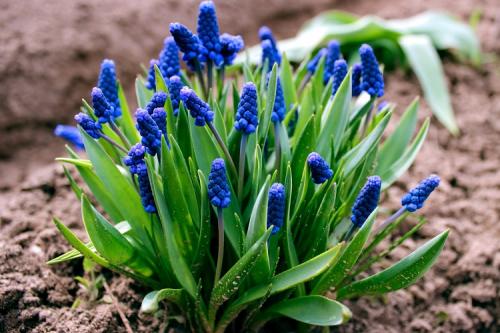 Крупные цветы для сада. 50 самых неприхотливых цветов для дачи: многолетники и однолетние для ленивых и работяг