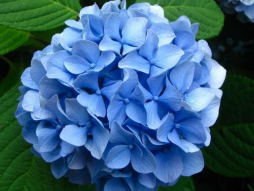 Многолетник с сиреневыми цветами. Синие и голубые многолетники: фото и названия, топ цветущих все лето