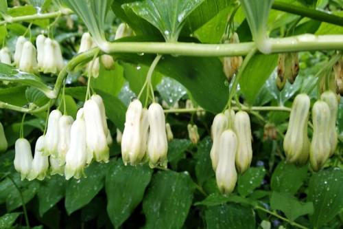 Крупные цветы для сада. 50 самых неприхотливых цветов для дачи: многолетники и однолетние для ленивых и работяг