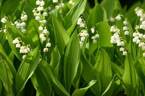 Крупные цветы для сада. 50 самых неприхотливых цветов для дачи: многолетники и однолетние для ленивых и работяг